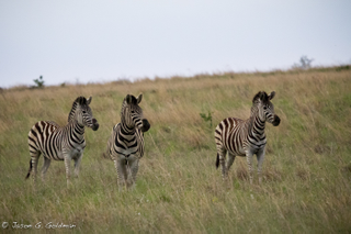 Illustration for article titled Photo Safari: Zebras